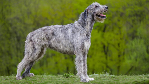 Large grey dog breeds hotsell